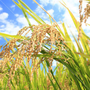 日本一はやい！