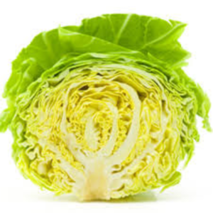 春キャベツだ。日本酒 高知