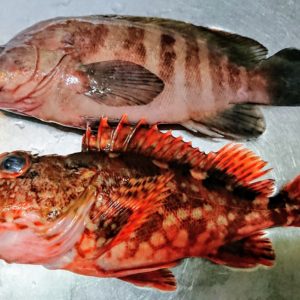 Rock！Grouper！日本酒 高知