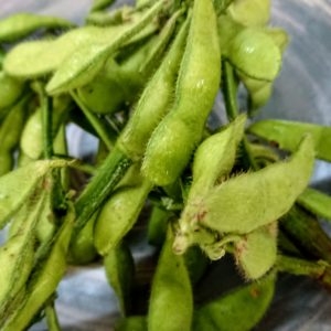 夏の匂い！日本酒 高知