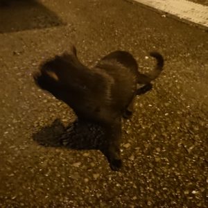 どこですか？日本酒 高知