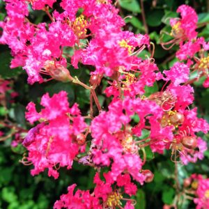 土曜の牛。日本酒 高知