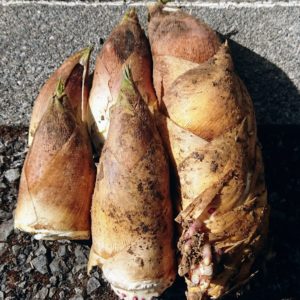 竹の旬と書いて筍（たけのこ）だ。日本酒 高知