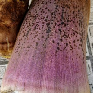 筍・竹の子・タケノコで、呑む！日本酒 高知