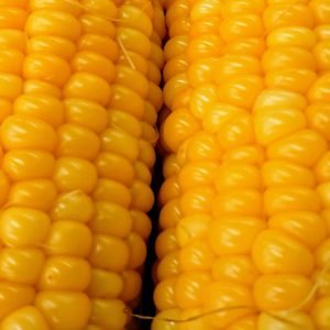 シャクシャク甘い✨茹でるより蒸す！日本酒 高知