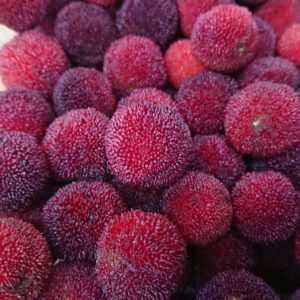 甘酸っぱい宝石ぜよ✨日本酒 高知