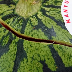 パッツン✨パッツン✨日本酒 高知