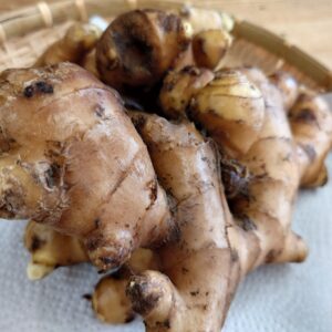 掘りたて新物、いただきました！日本酒 高知 酒屋