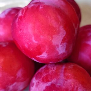 好きなものだけ！日本酒 高知 酒屋
