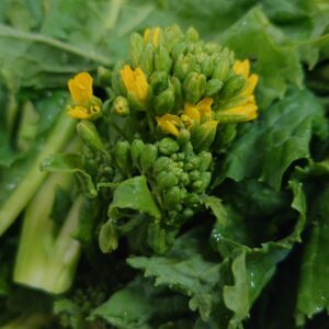 春告げ🌱日本酒 高知 酒屋