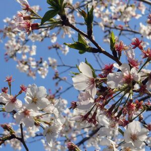 🌸ＢＬＯＳＳＯＭ🌸日本酒 高知 酒屋