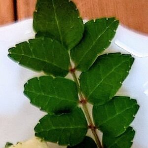 淡味という美味さ✨日本酒 高知 酒屋