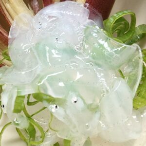 透き通った妖精✨日本酒 高知 酒屋