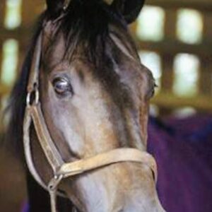 🎍新年あけましておめでとうございます🎍日本酒 高知 酒屋