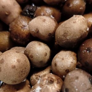 高級食材？日本酒 高知 酒屋