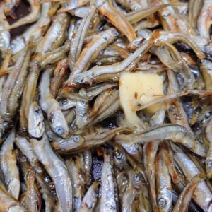 ジワジワ🎶日本酒 高知 酒屋