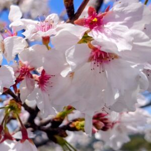 🌸桜🌸爛漫🌸 日本酒 高知 酒屋