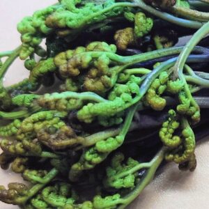 ワラビー！ 日本酒 高知 酒屋